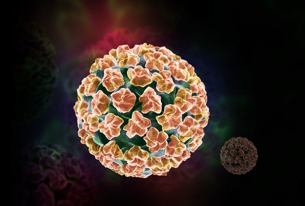 humaan papillomavirus in het lichaam