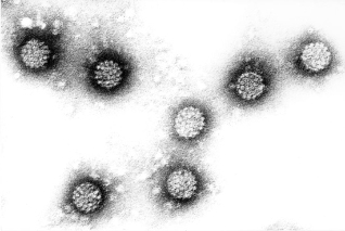 Humaan papillomavirus