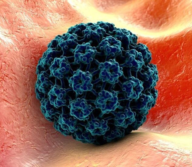 3D-model van HPV dat wratten op de handen veroorzaakt