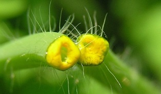 hoe zich te ontdoen van papillomen met stinkende gouwe